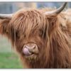 Highland Cattle