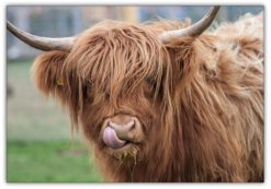 Highland Cattle