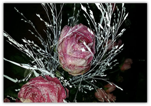 Frozen Roses
