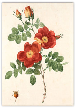 Poster Blommotiv fynd (kopia)