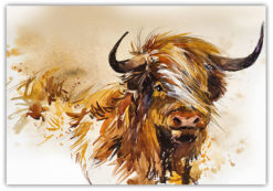 Highland Cattle Illustration