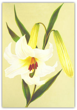 Poster Blommotiv