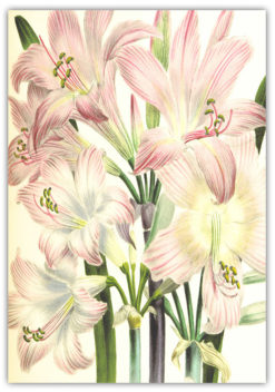 Poster Blommotiv