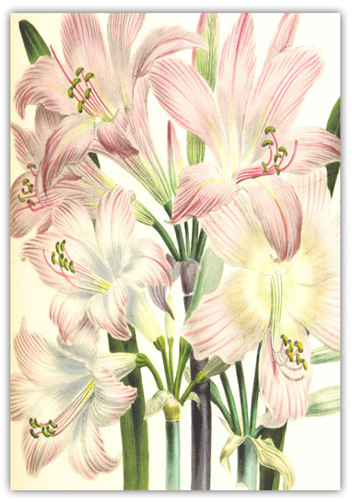 Poster Blommotiv