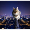 The Cat