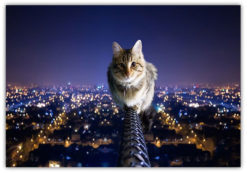 The Cat