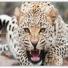 Leopard Poster