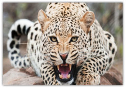 Leopard Poster