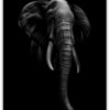 Elefant i mörker