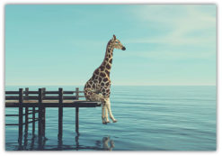 Giraff på bryggan