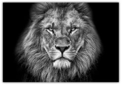 Poster The King