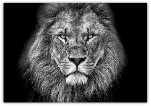 Poster The King