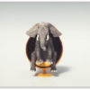 Elefant i retro stol