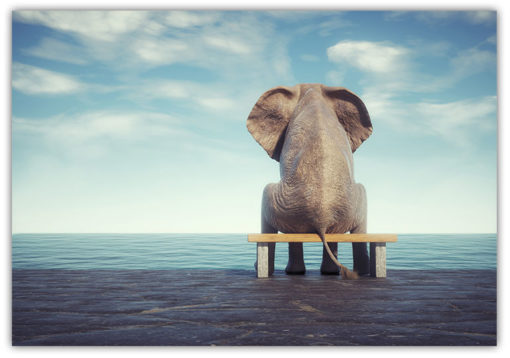 Elefant blickar ut över havet