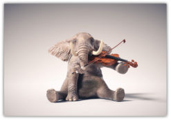 Elefant violinist