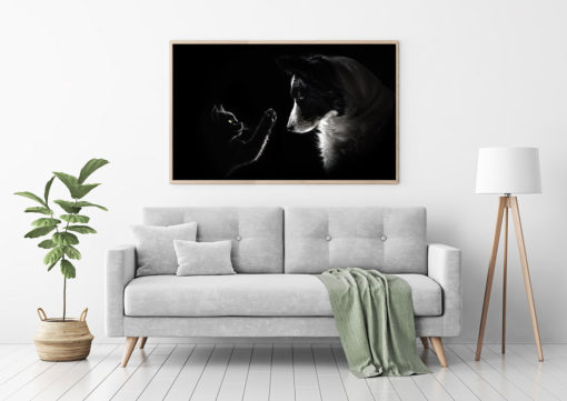 Poster Katt & Hund - Bild 2