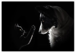 Poster Katt & Hund