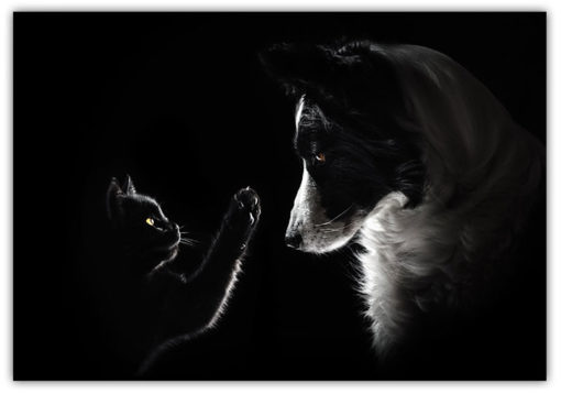 Poster Katt & Hund