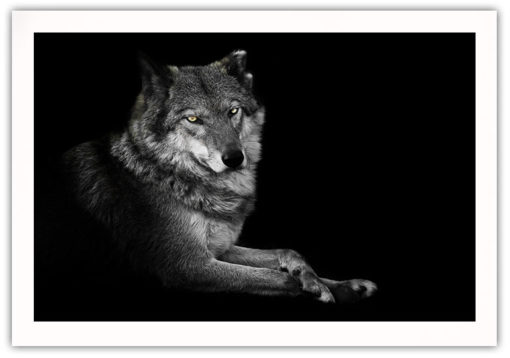 The Wolf poster - Bild 2