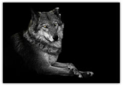 The Wolf poster