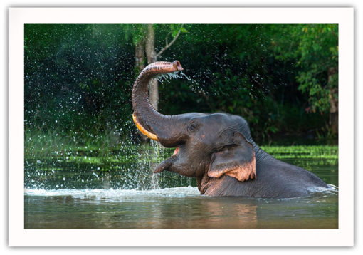 Elefant i badet poster - Bild 2