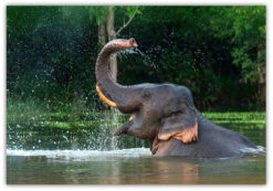 Elefant i badet poster
