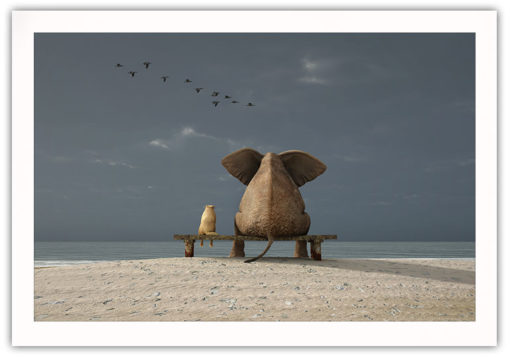 Elefant och hund blickar ut över havet - Bild 2