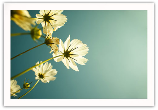 Blommor och knoppar poster - Bild 2