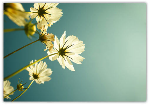 Blommor och knoppar poster