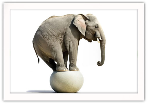 Elefant på boll, poster - Bild 2