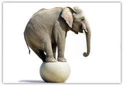 Elefant på boll, poster