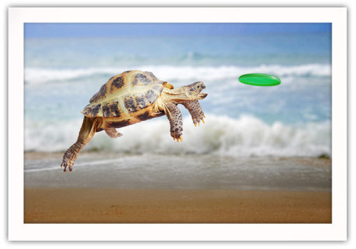 Sköldpadda jagar Frisbee (fynd) - Bild 2