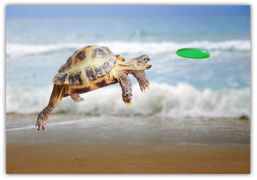 Sköldpadda jagar Frisbee (fynd)