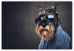Cool dog poster
