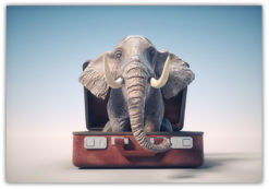 Elefant på väg på semester