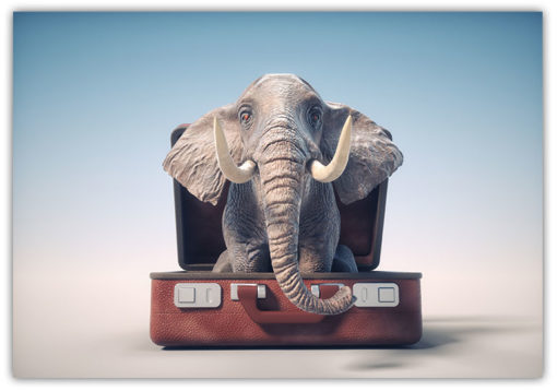 Elefant på väg på semester