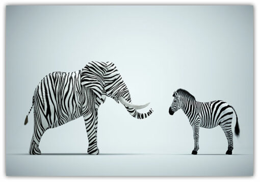 Elefant Zebra Poster