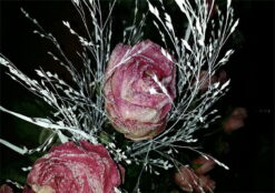 Frozen Roses - Bild 3