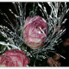 Frozen Roses