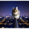 The Cat