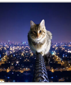 The Cat
