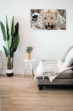 Alternative view of Leopard Poster