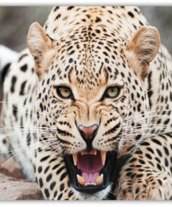 Leopard Poster