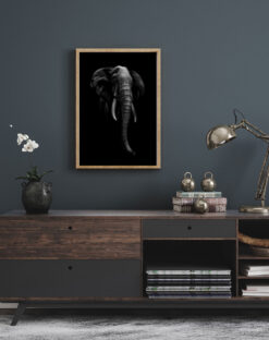 Alternative view of Elefant i mörker