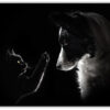 Poster Katt & Hund