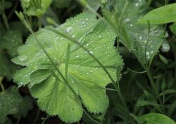 Tear Drops