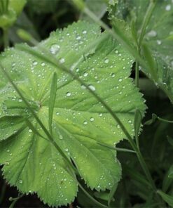 Tear Drops