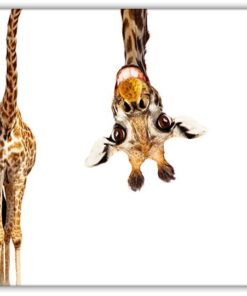 Giraffen 1 (fynd)