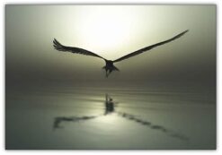 Eagle Flying