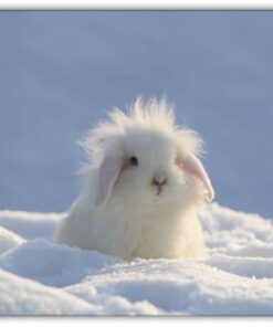Snö Kanin